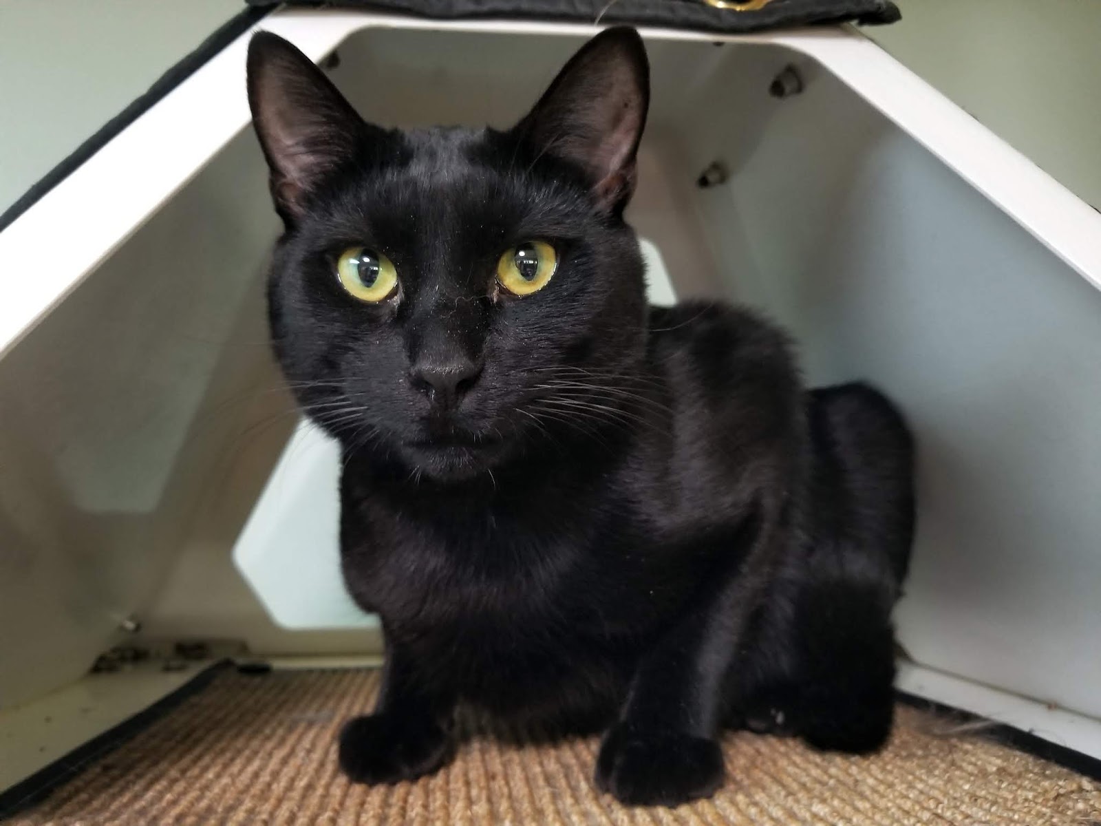 Panther hot sale house cat